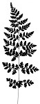 Southern bladder fern,<BR>lowland brittle fern,<BR>Southern fragile fern