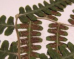 Silvery spleenwort,<BR>Silvery glade fern