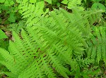 Silvery spleenwort,<BR>Silvery glade fern