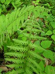 Silvery spleenwort,<BR>Silvery glade fern