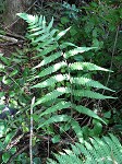 Japanese false spleenwort