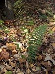 Japanese false spleenwort