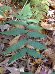 Japanese false spleenwort