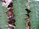 Japanese false spleenwort