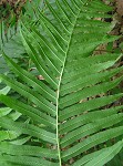 Glade fern,<BR>Narrow-leaved glade fern,<BR>Narrow-leaved spleenwort