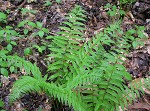 Glade fern,<BR>Narrow-leaved glade fern,<BR>Narrow-leaved spleenwort