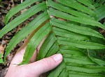 Glade fern,<BR>Narrow-leaved glade fern,<BR>Narrow-leaved spleenwort