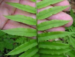 Glade fern,<BR>Narrow-leaved glade fern,<BR>Narrow-leaved spleenwort