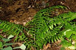 Glade fern,<BR>Narrow-leaved glade fern,<BR>Narrow-leaved spleenwort