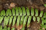 Glade fern,<BR>Narrow-leaved glade fern,<BR>Narrow-leaved spleenwort