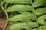 Glade fern,<BR>Narrow-leaved glade fern,<BR>Narrow-leaved spleenwort