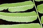 Glade fern,<BR>Narrow-leaved glade fern,<BR>Narrow-leaved spleenwort