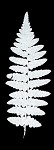 Southern wood fern,<BR>Louisiana wood fern,<BR>Florida wood fern