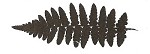 Southern wood fern,<BR>Louisiana wood fern,<BR>Florida wood fern