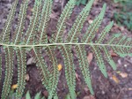 Southern wood fern,<BR>Louisiana wood fern,<BR>Florida wood fern