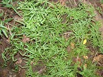 Japanese climbing fern