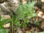 Japanese climbing fern