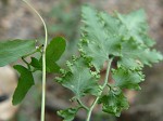 Japanese climbing fern