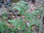 Japanese climbing fern