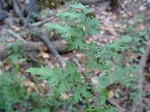 Japanese climbing fern