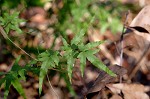 Japanese climbing fern