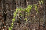 Japanese climbing fern