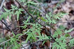 Japanese climbing fern