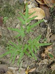 Japanese climbing fern