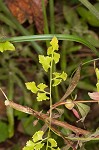 Japanese climbing fern