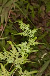 Japanese climbing fern