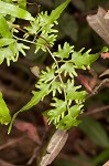 Japanese climbing fern