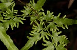 Japanese climbing fern