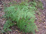 Torres' fern,<BR>Mariana maiden fern