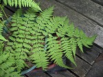 Torres' fern,<BR>Mariana maiden fern