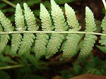 Torres' fern,<BR>Mariana maiden fern