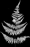 Torres' fern,<BR>Mariana maiden fern