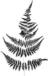 Torres' fern,<BR>Mariana maiden fern