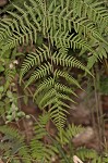 Torres' fern,<BR>Mariana maiden fern