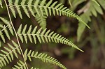 Torres' fern,<BR>Mariana maiden fern