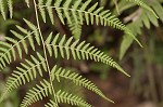 Torres' fern,<BR>Mariana maiden fern