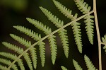 Torres' fern,<BR>Mariana maiden fern