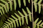 Torres' fern,<BR>Mariana maiden fern