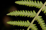 Torres' fern,<BR>Mariana maiden fern