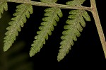 Torres' fern,<BR>Mariana maiden fern