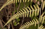 Torres' fern,<BR>Mariana maiden fern