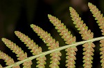 Torres' fern,<BR>Mariana maiden fern