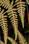 Torres' fern,<BR>Mariana maiden fern