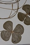 Water clover