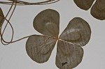 Water clover