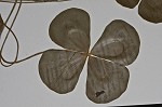 Water clover